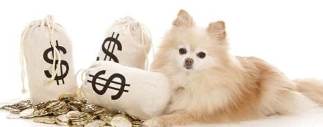 當寵物用品遇上跨境電商 藍海市場的機遇與挑戰